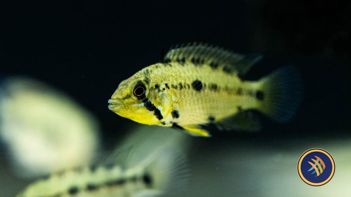 Apistogramma sp. D50 4cm-6.5cm | Cichlids Badis & Gouramis | Largest Tropical Fish Selection at Your Local Fish Store