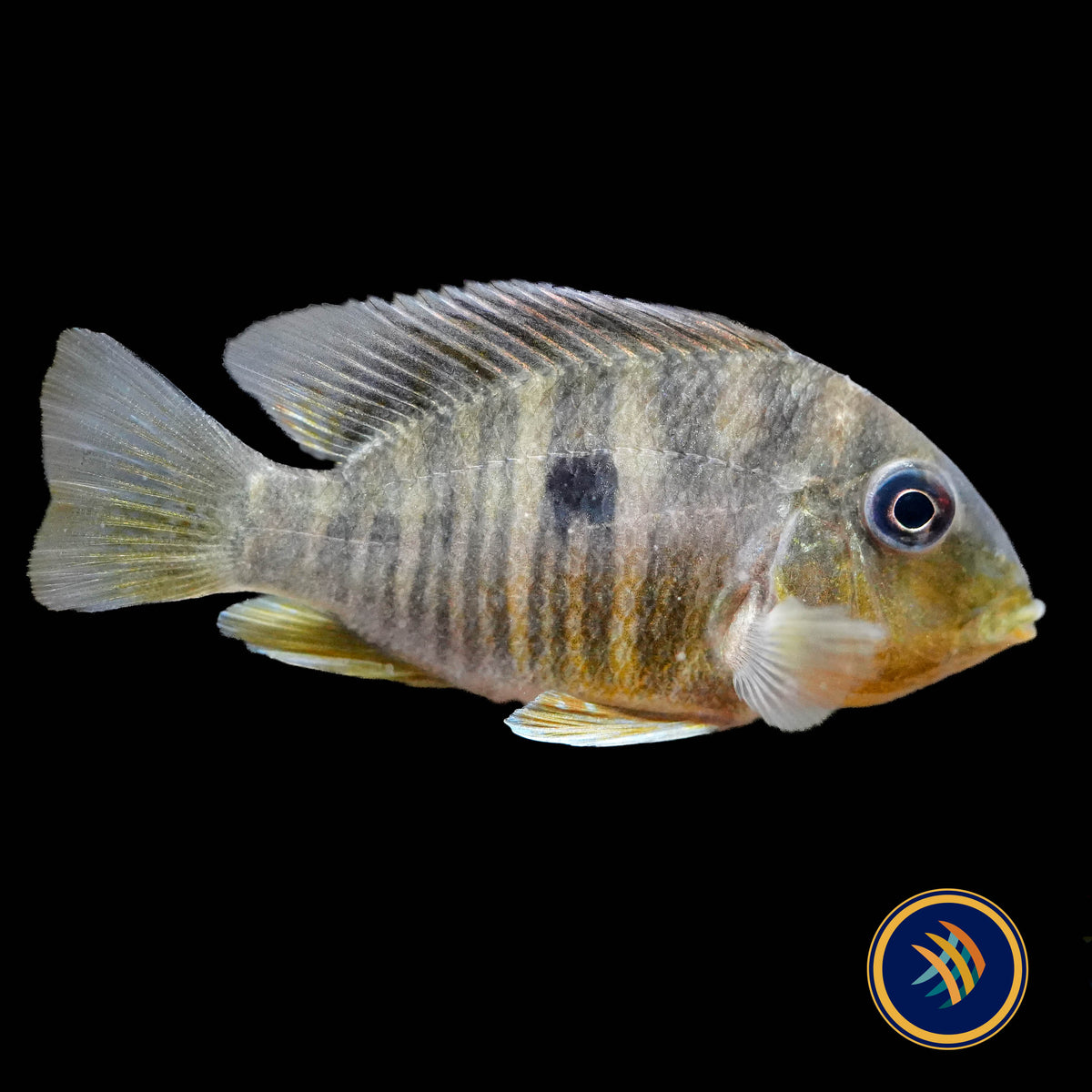 Balzani Eartheater (Gymnogeophagus balzanii)
