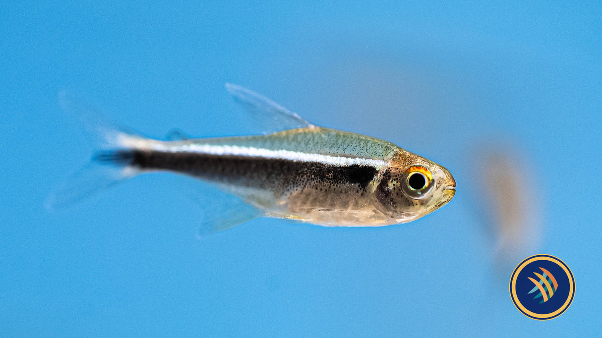 Black Neon Tetra (Hyphessobrycon herbertaxelrodi) 1.8-2cm | Tetras Rasboras & Pencilfish | Largest Tropical Fish Selection at Your Local Fish Store