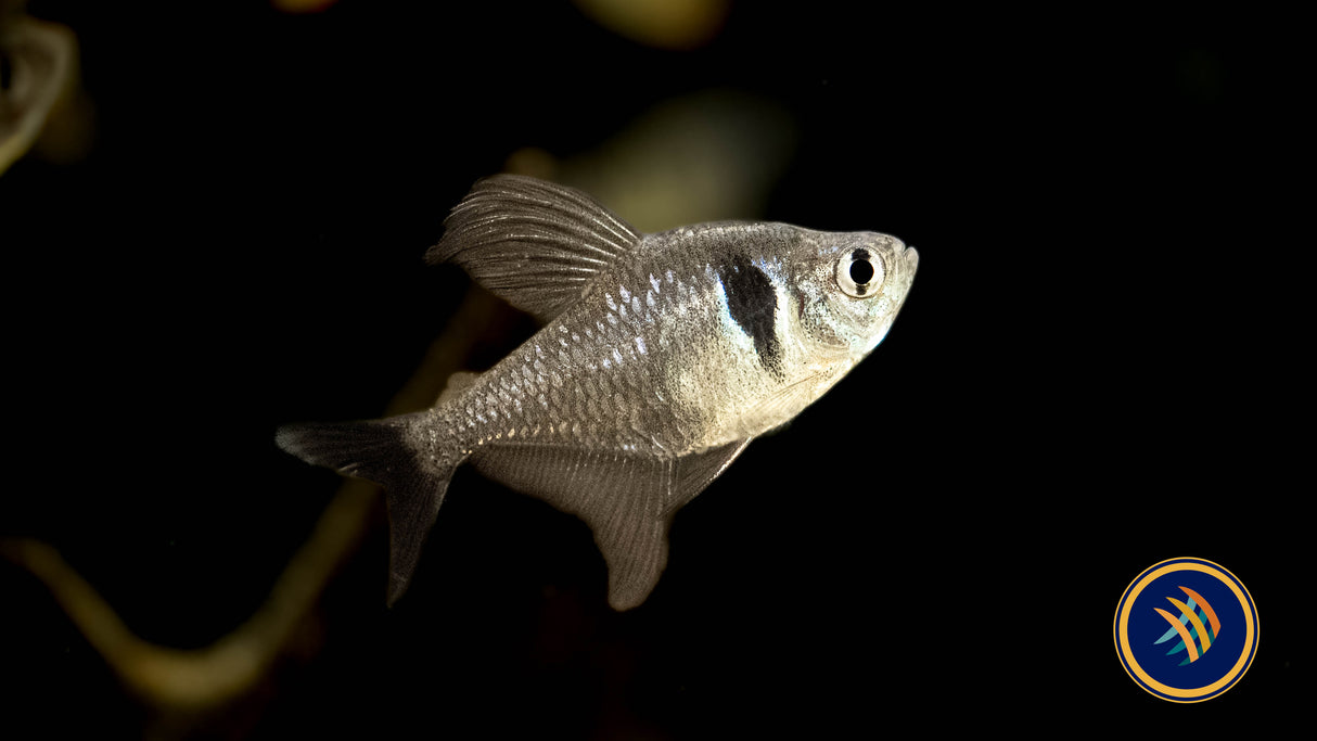 Black Phantom Tetra 3-4cm | Tetras Rasboras & Pencilfish | Largest Tropical Fish Selection at Your Local Fish Store