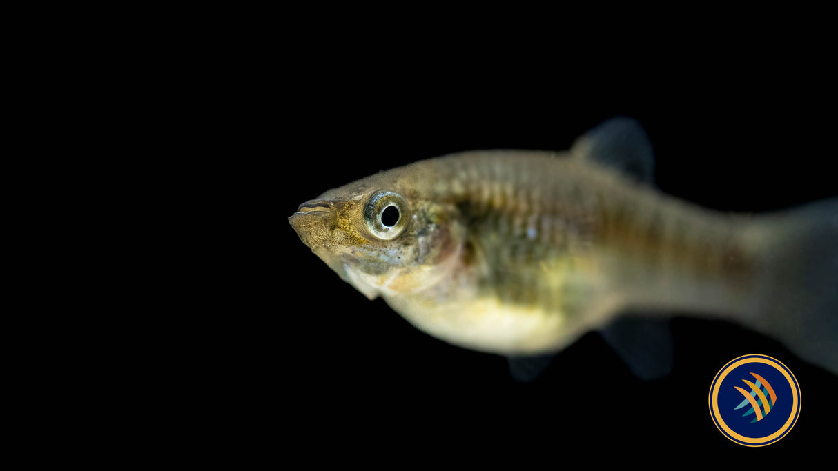 Black-Barred Molly (Limia perugiae) Large (Aquarium Glaser) | Livebearers | Largest Tropical Fish Selection at Your Local Fish Store