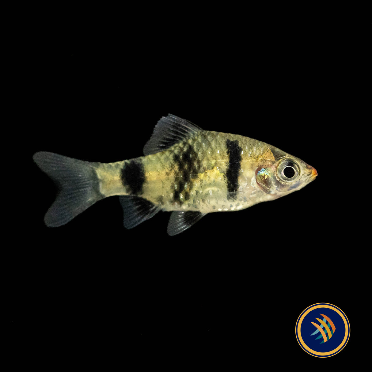 Black Ruby Barb 2.5cm (Pethia nigrofasciata) | Goldfish Barbs & Minnows | Largest Tropical Fish Selection at Your Local Fish Store