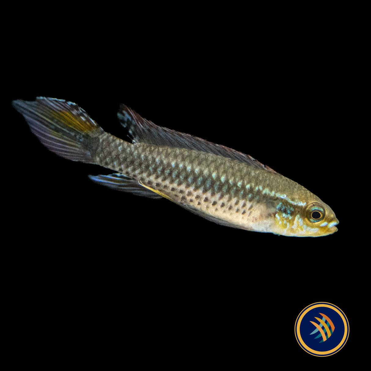 Black Stripe Dwarf Cichlid "Alenquer" Pairs Taeniacara candidi 2cm | Cichlids Badis & Gouramis | Largest Tropical Fish Selection at Your Local Fish Store