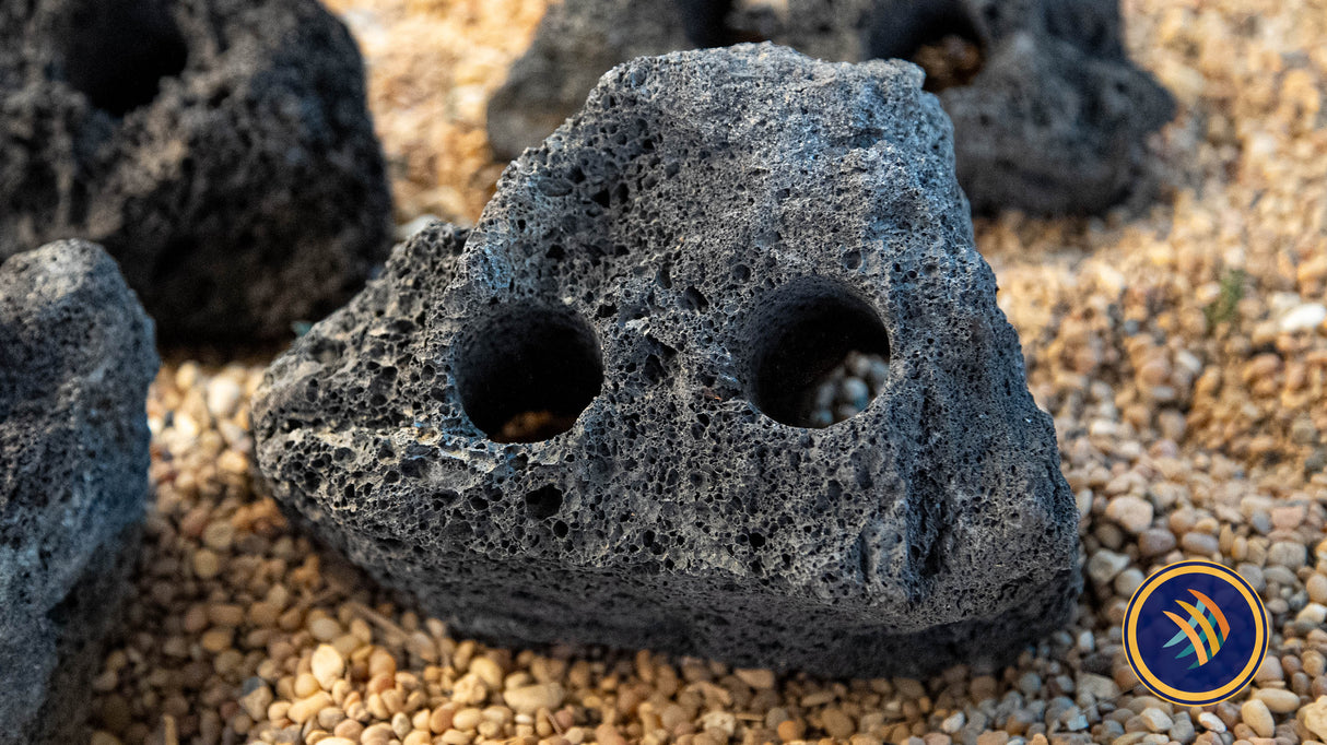 Black Lava Rock Drilled (per piece) | Substrates & Hardscape | Largest Tropical Fish Selection at Your Local Fish Store