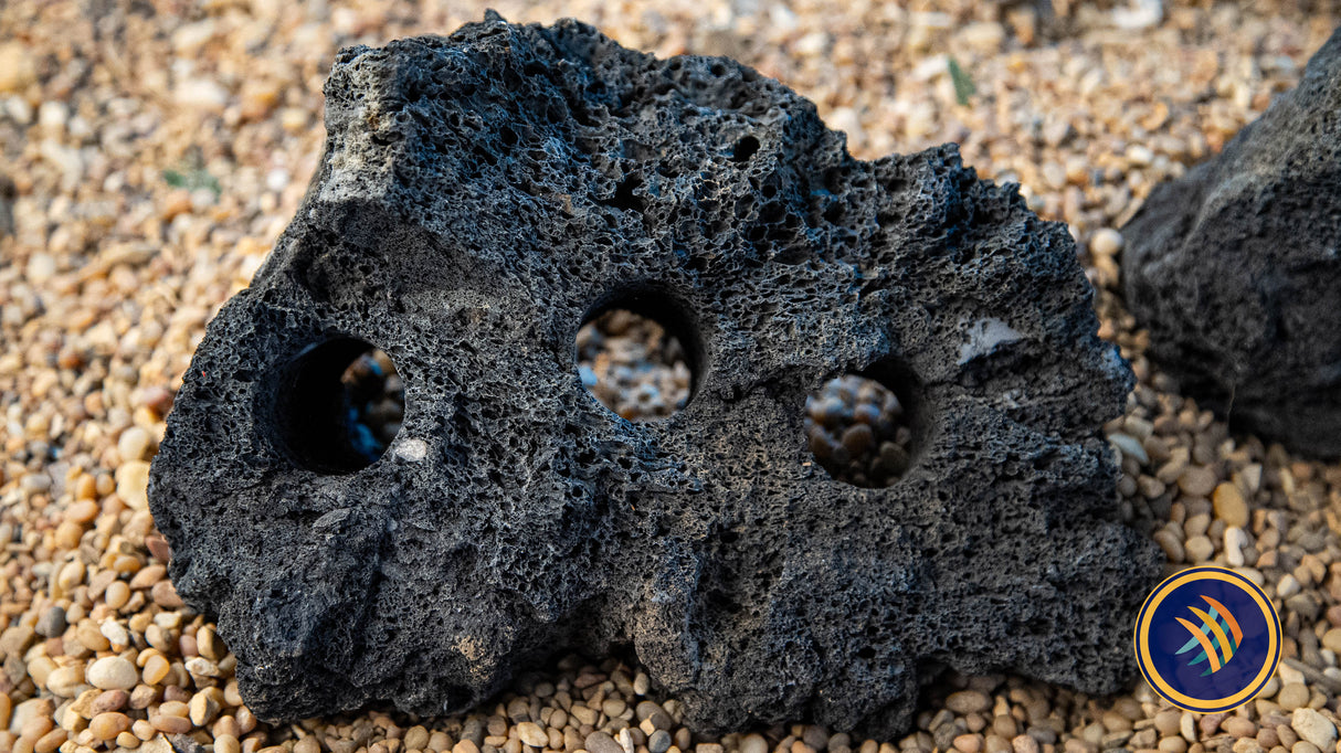 Black Lava Rock Drilled (per piece) | Substrates & Hardscape | Largest Tropical Fish Selection at Your Local Fish Store