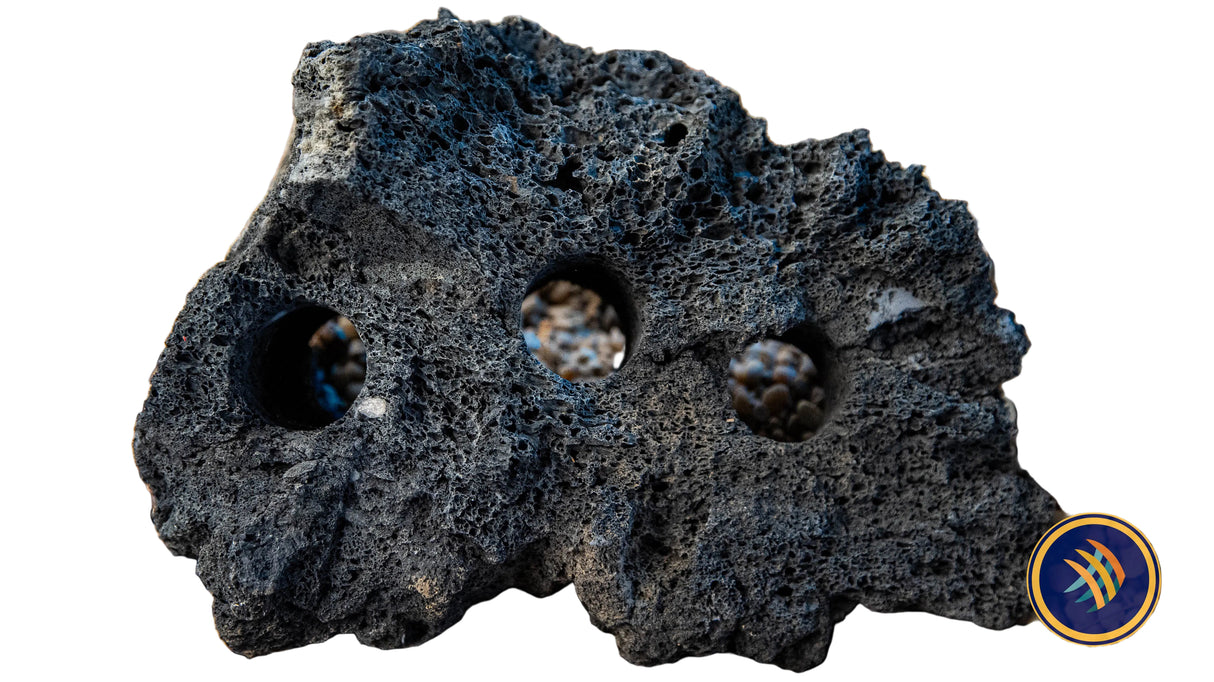 Black Lava Rock Drilled (per piece) | Substrates & Hardscape | Largest Tropical Fish Selection at Your Local Fish Store