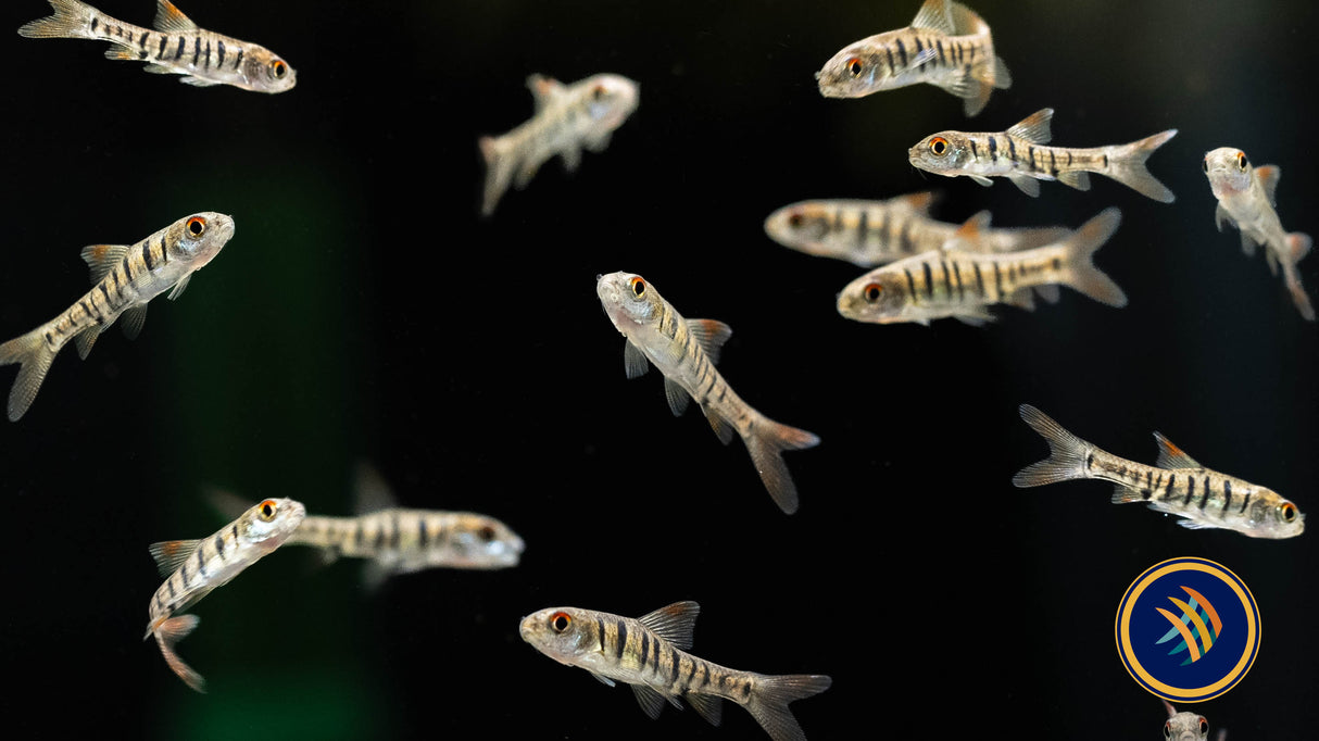Blue Barred Barb ('Barbus' Faciolatus) | Goldfish Barbs & Minnows | Largest Tropical Fish Selection at Your Local Fish Store