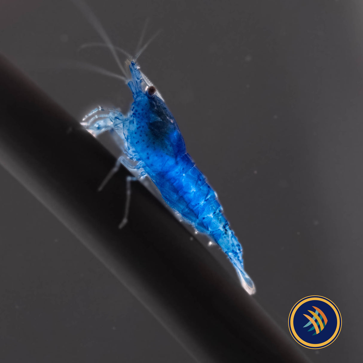 Blue Dream Shrimp (Neocaridina davidi) | Snails Shrimp Crayfish Crabs | Largest Tropical Fish Selection at Your Local Fish Store