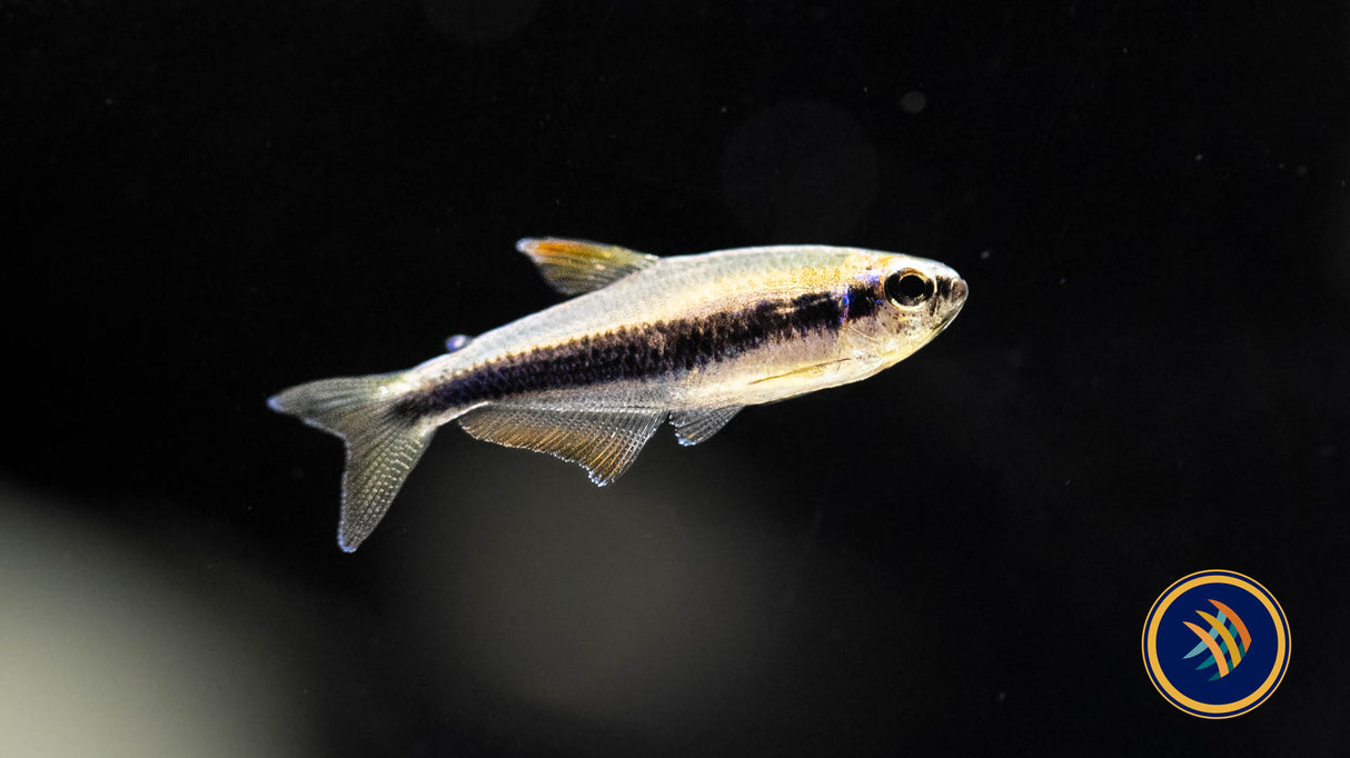 Blue Kerri Emperor Tetra 2.3-2.5cm | Tetras Rasboras & Pencilfish | Largest Tropical Fish Selection at Your Local Fish Store