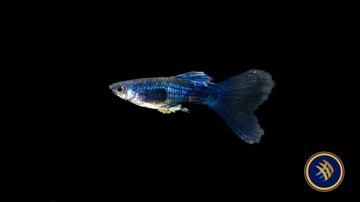 Fancy Guppy Pair Blue Moscow | Livebearers | Largest Tropical Fish Selection at Your Local Fish Store