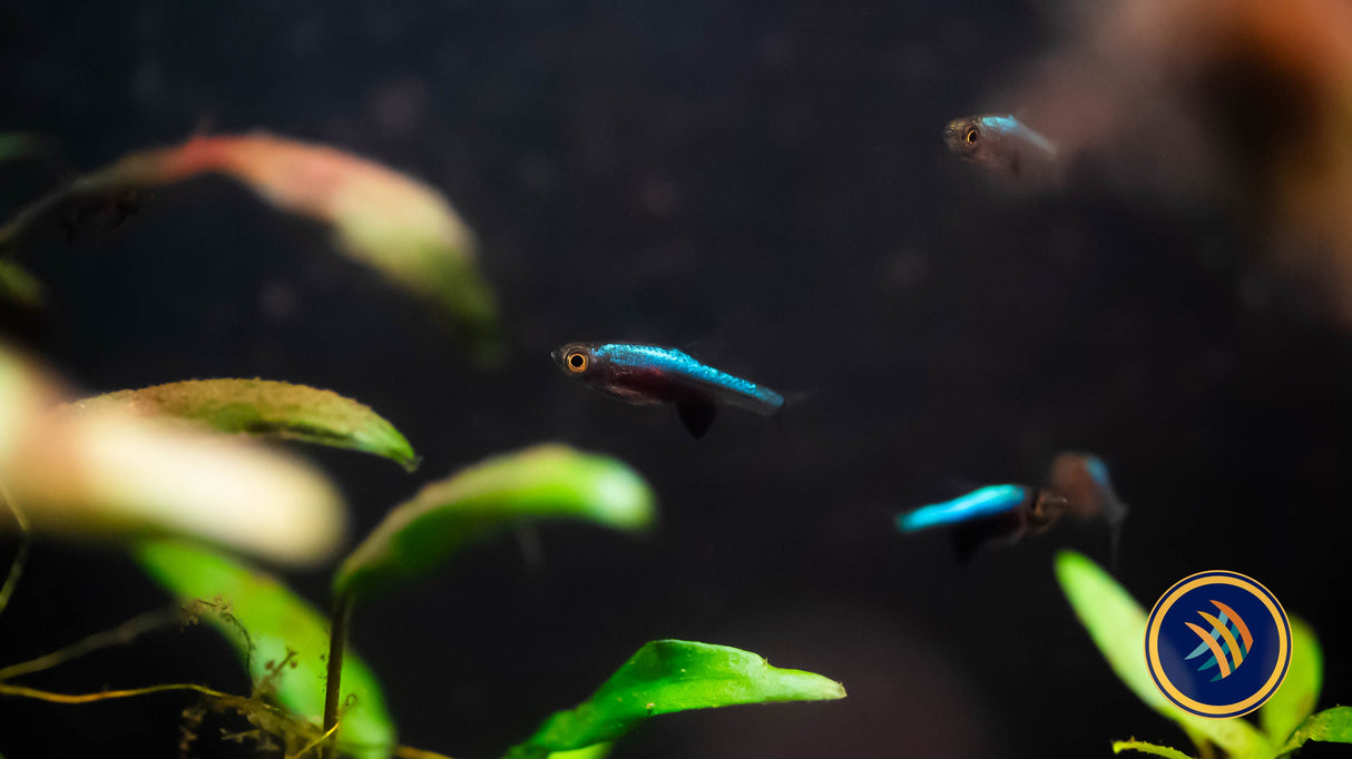 Blue Axelrodi Rasbora (Sundadanio Axelrodi) | Tetras Rasboras & Pencilfish | Largest Tropical Fish Selection at Your Local Fish Store