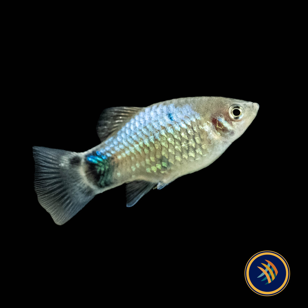 Blue Butterfly Moon Platy (Xiphophorus maculatus) (Large) Aquarium Glaser | Livebearers | Largest Tropical Fish Selection at Your Local Fish Store
