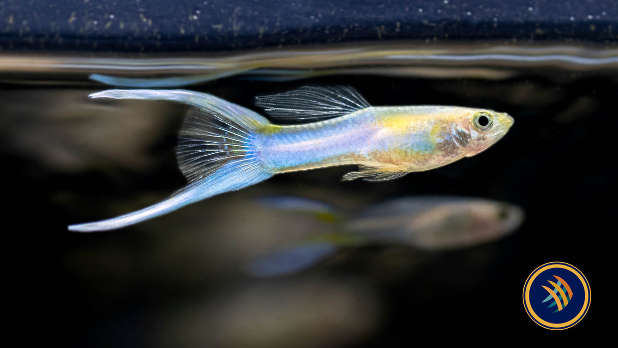 Blue Double Sword Guppy Pair (locally bred) | Livebearers | Largest Tropical Fish Selection at Your Local Fish Store