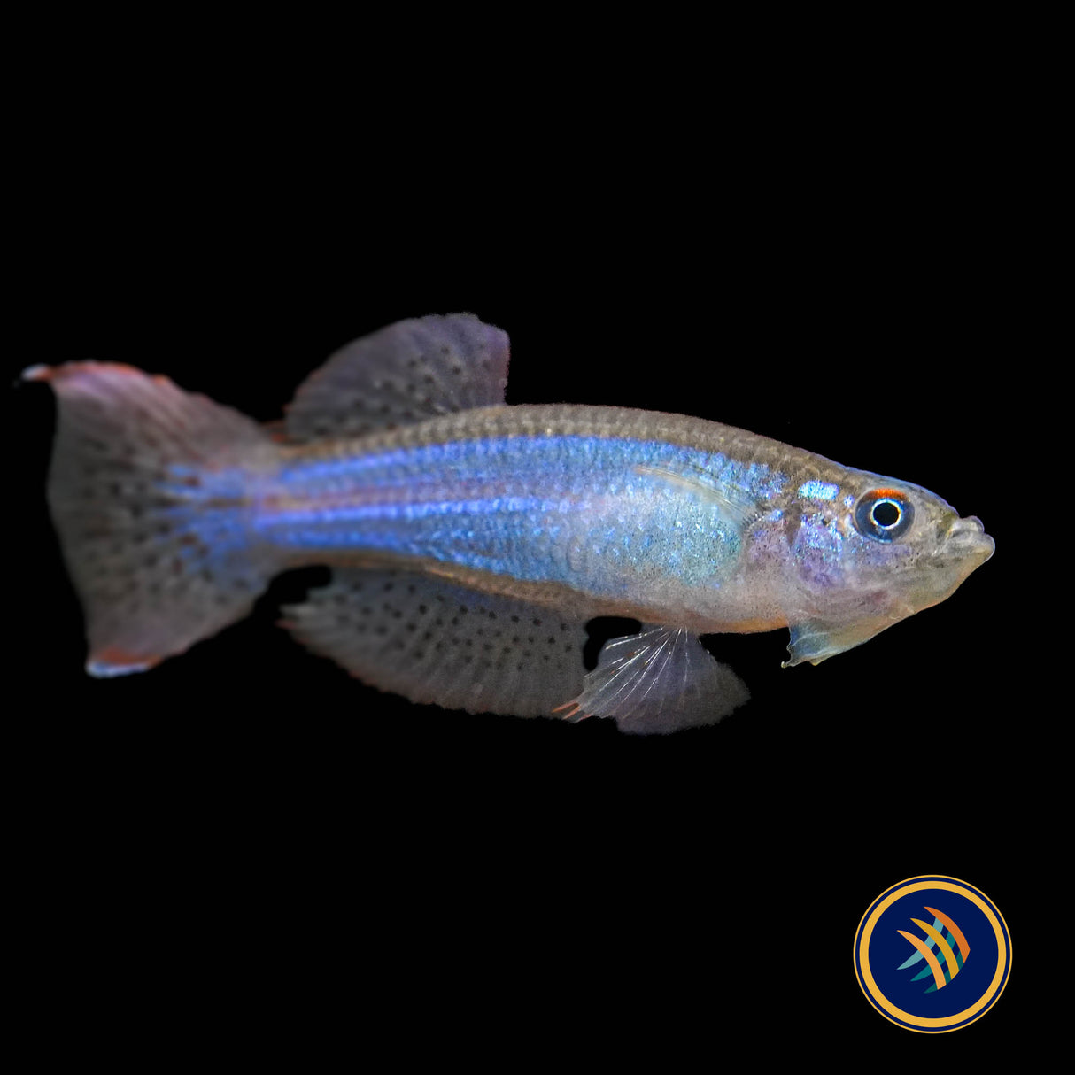 Blue‑green Lampeye Killifish (Procatopus aberrans)