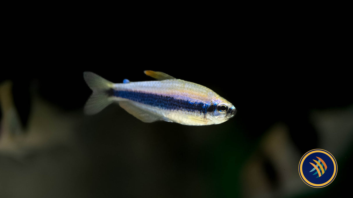 Blue Kerri Emperor Tetra 2.3-2.5cm | Tetras Rasboras & Pencilfish | Largest Tropical Fish Selection at Your Local Fish Store