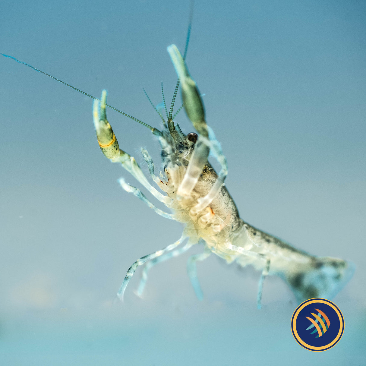Blue Mexican Dwarf Crayfish | Snails Shrimp Crayfish Crabs | Largest Tropical Fish Selection at Your Local Fish Store