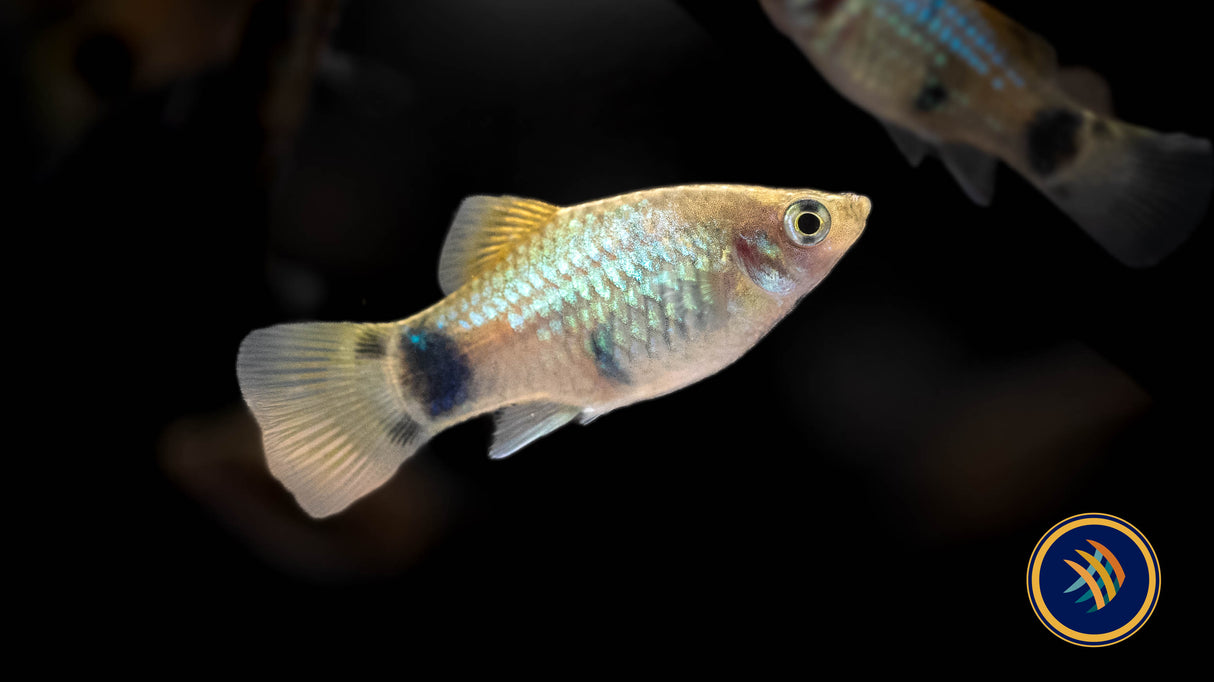 Blue Mickey Mouse Platy 4cm | Livebearers | Largest Tropical Fish Selection at Your Local Fish Store