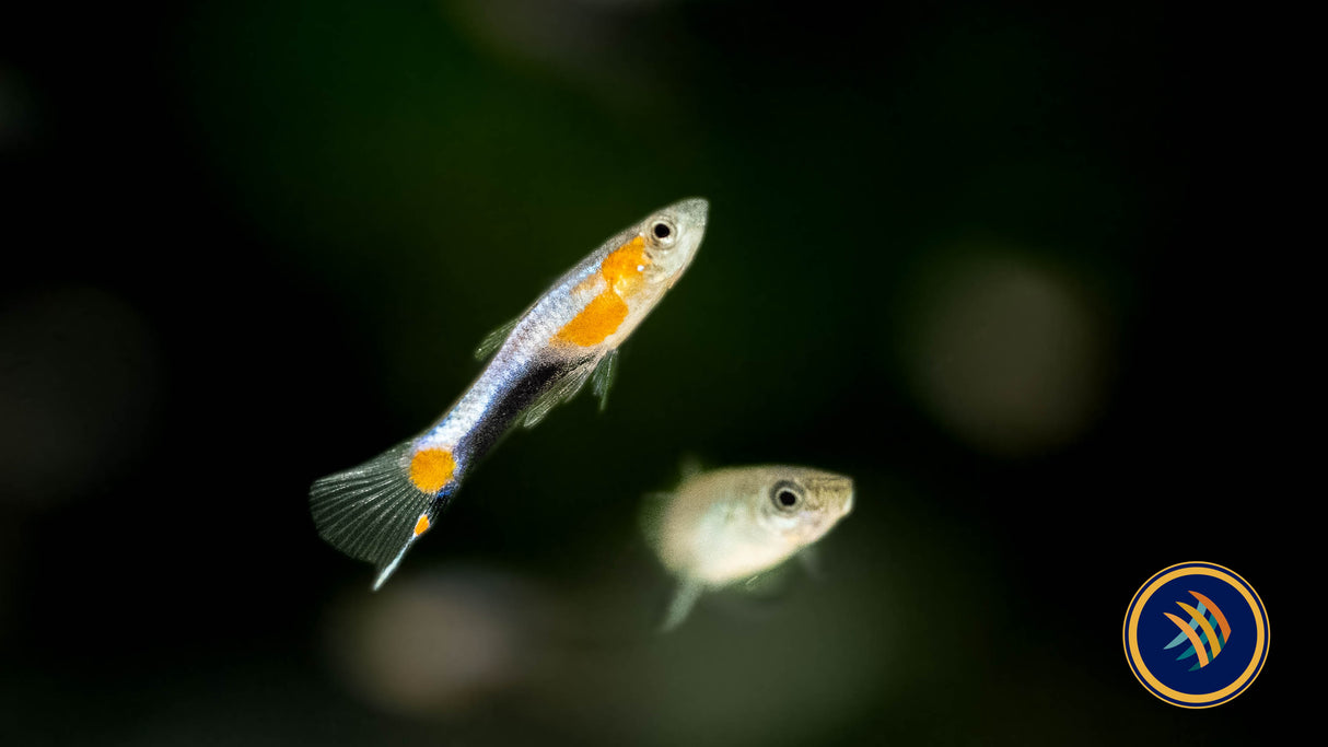 Blue Star Endler Pair (locally bred) | Livebearers | Largest Tropical Fish Selection at Your Local Fish Store