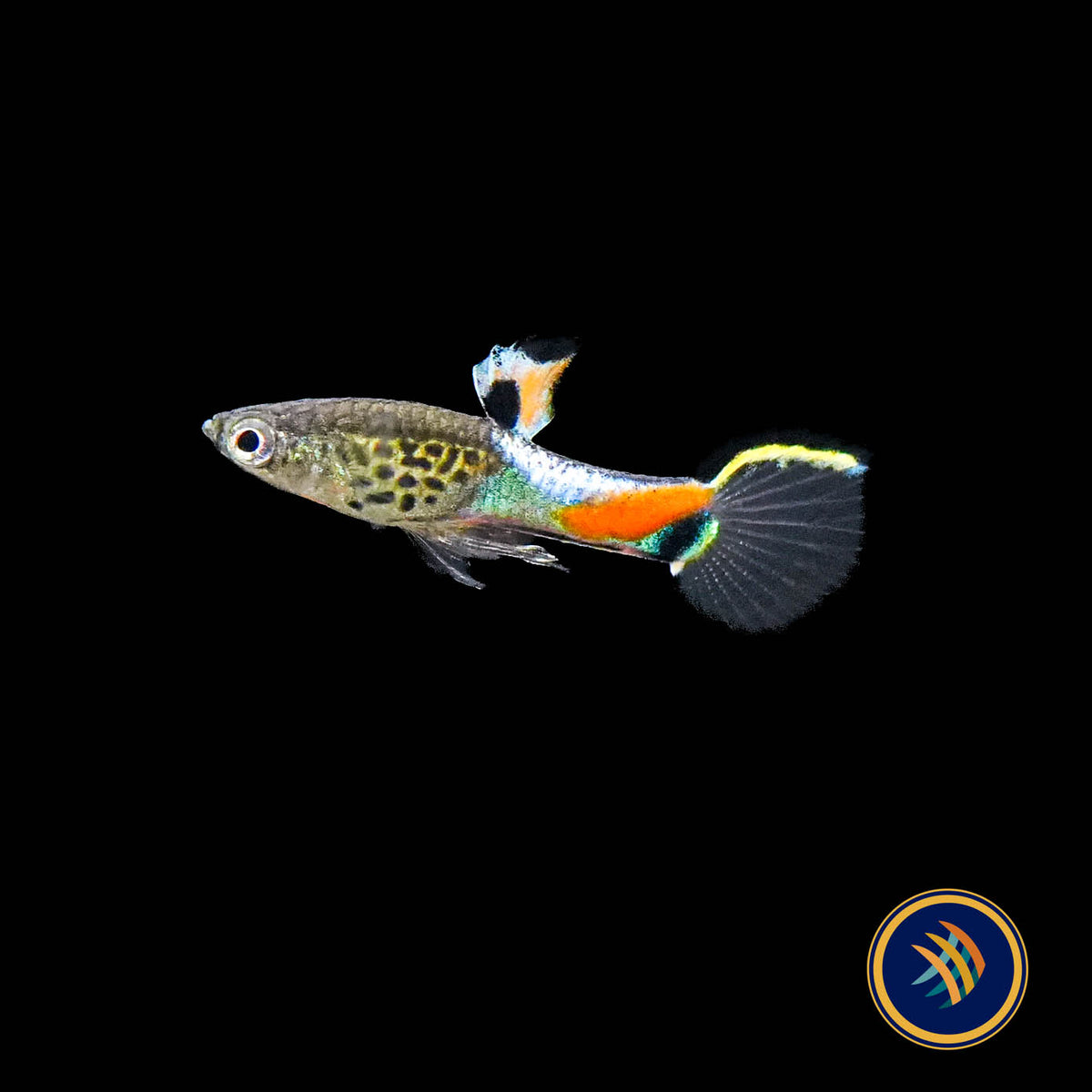 Blue Snake Campoma no. 31 Endler