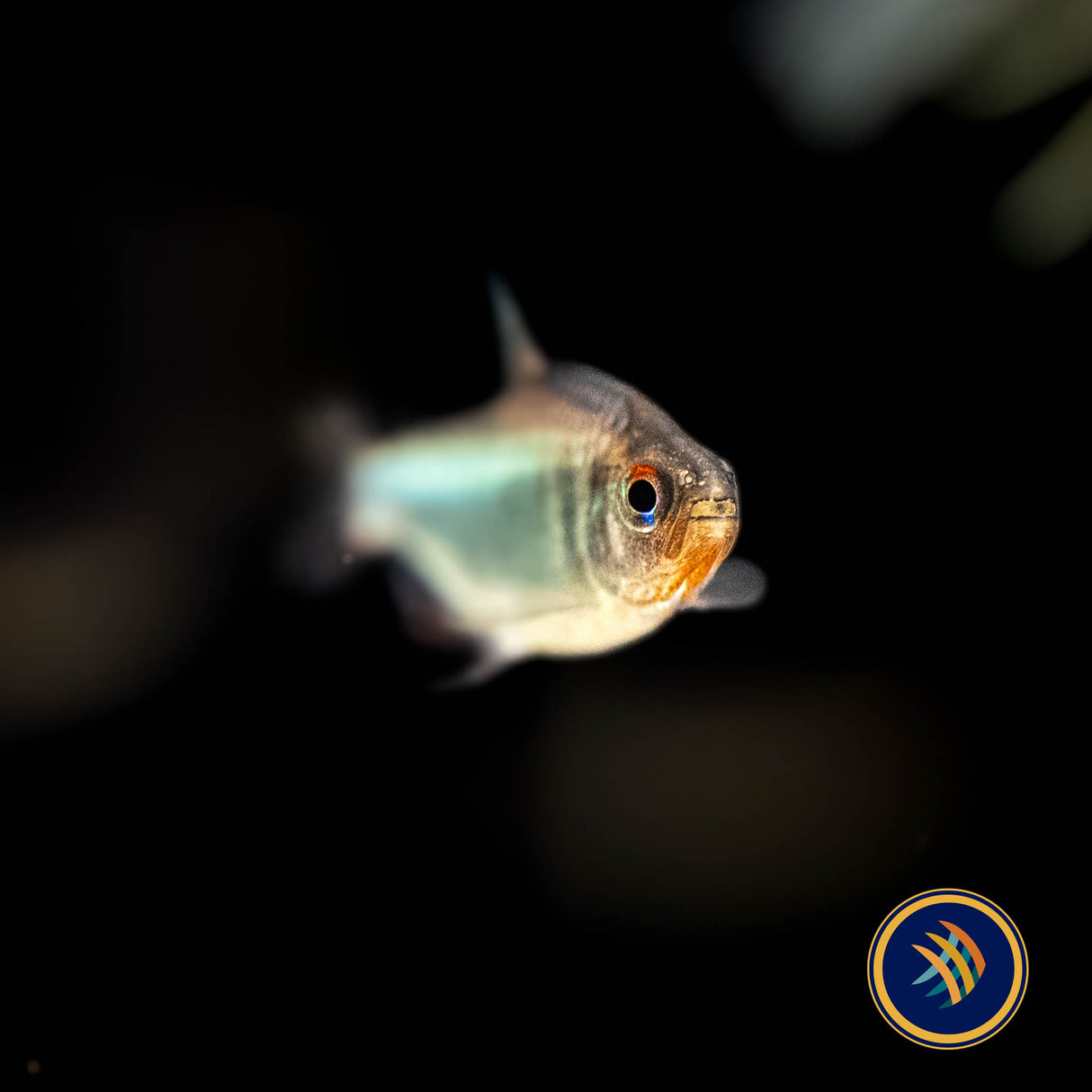 Blueberry Tetra (Hyphessobrycon Wadai) 2.5cm | Tetras Rasboras & Pencilfish | Largest Tropical Fish Selection at Your Local Fish Store