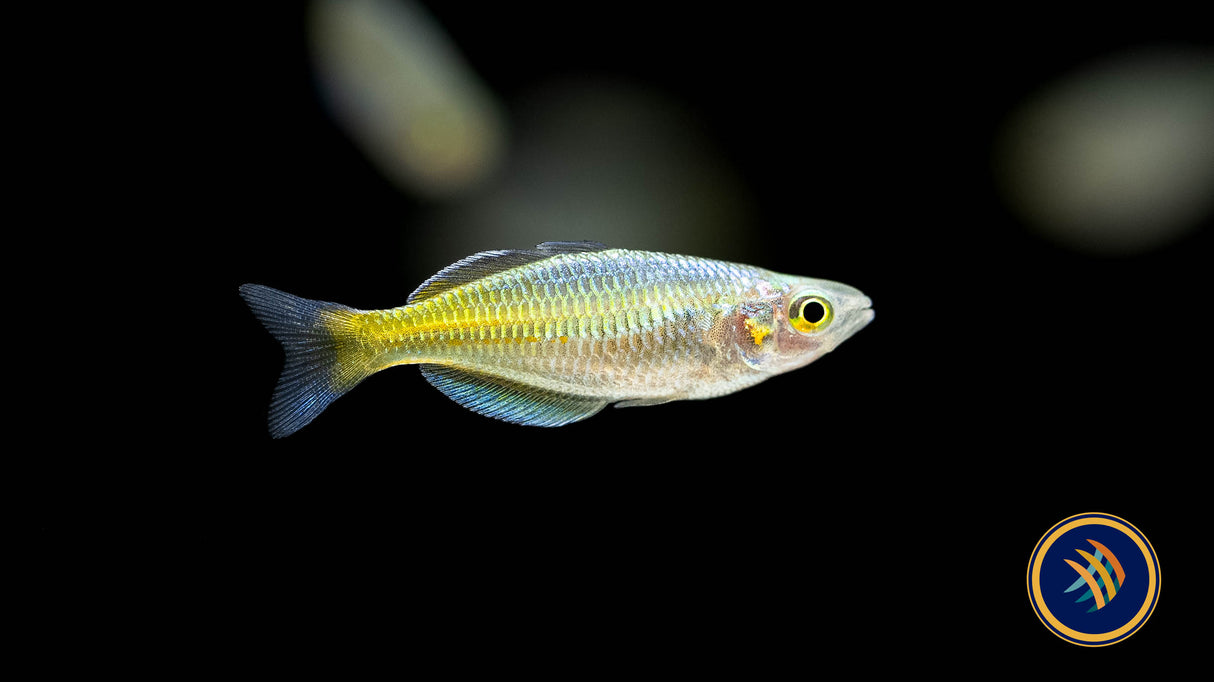 Boesemani Rainbow (Melanotaenia boesemani) | Rainbowfish Killifish & Danios | Largest Tropical Fish Selection at Your Local Fish Store
