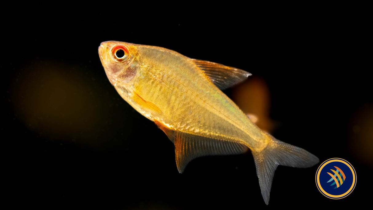 Bolivian Orange Lemon Tetra (Hyphessobrycon cf. pulchripinnis "Orange") Large Aquarium Glaser | Tetras Rasboras & Pencilfish | Largest Tropical Fish Selection at Your Local Fish Store