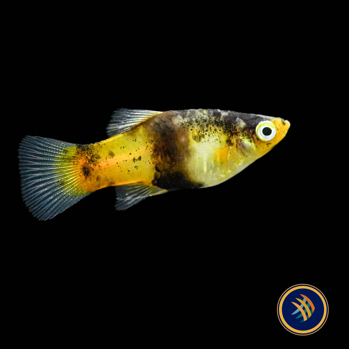 Bumble Bee Hi Fin Platy (Xiphophorus maculatus)
