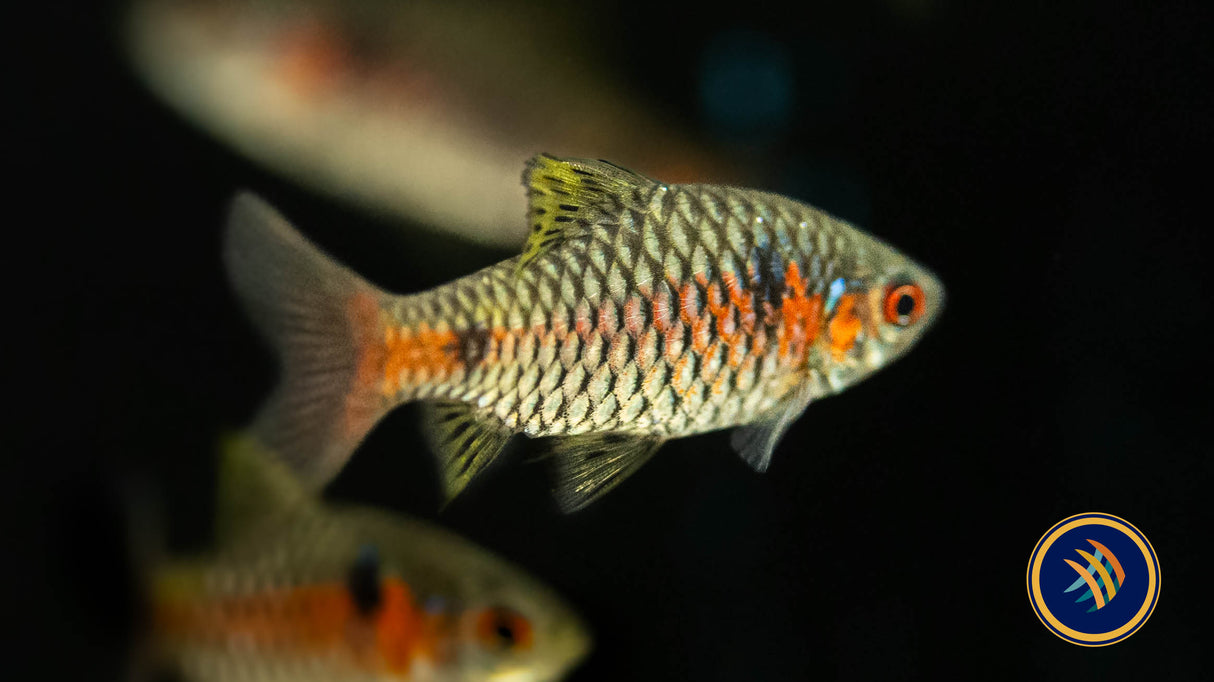 Burmese Odessa Barb (Pethia padamya) 3cm | Goldfish Barbs & Minnows | Largest Tropical Fish Selection at Your Local Fish Store