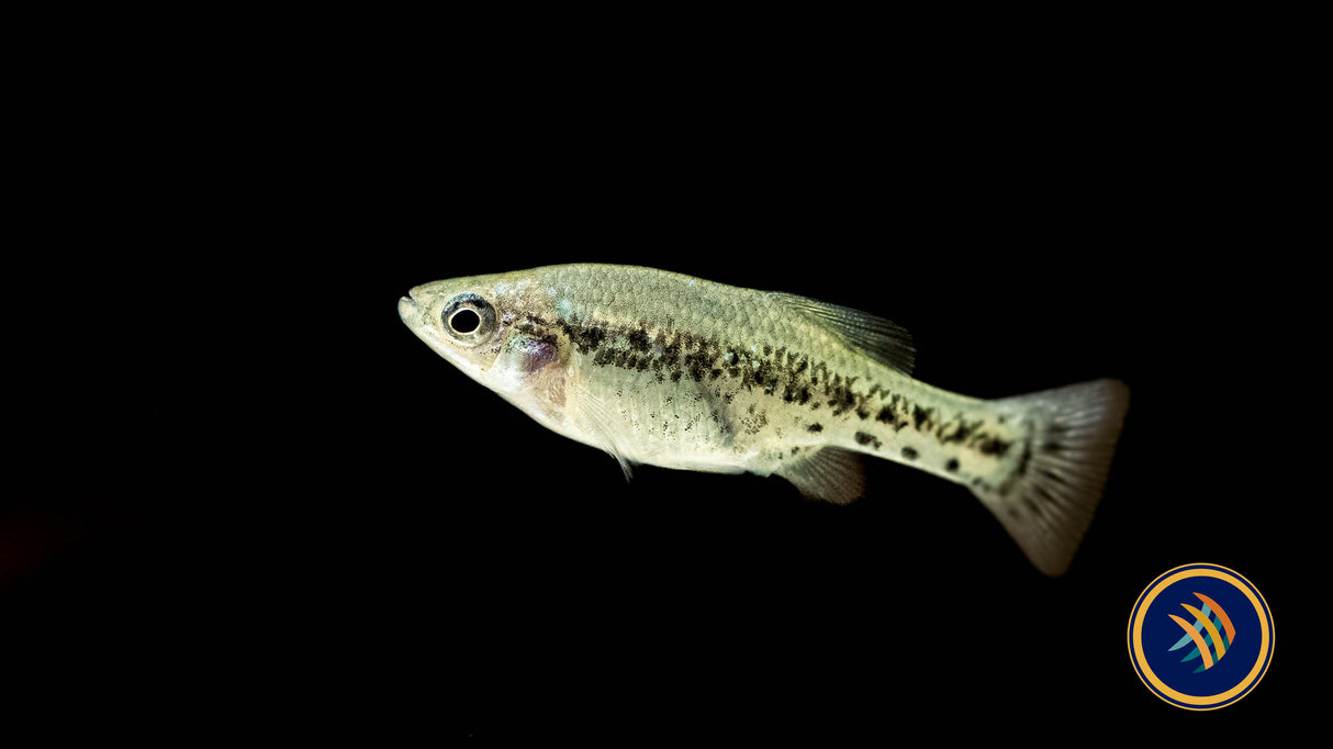 Butterfly Splitfin Goodied (Ameca splendens) | Livebearers | Largest Tropical Fish Selection at Your Local Fish Store