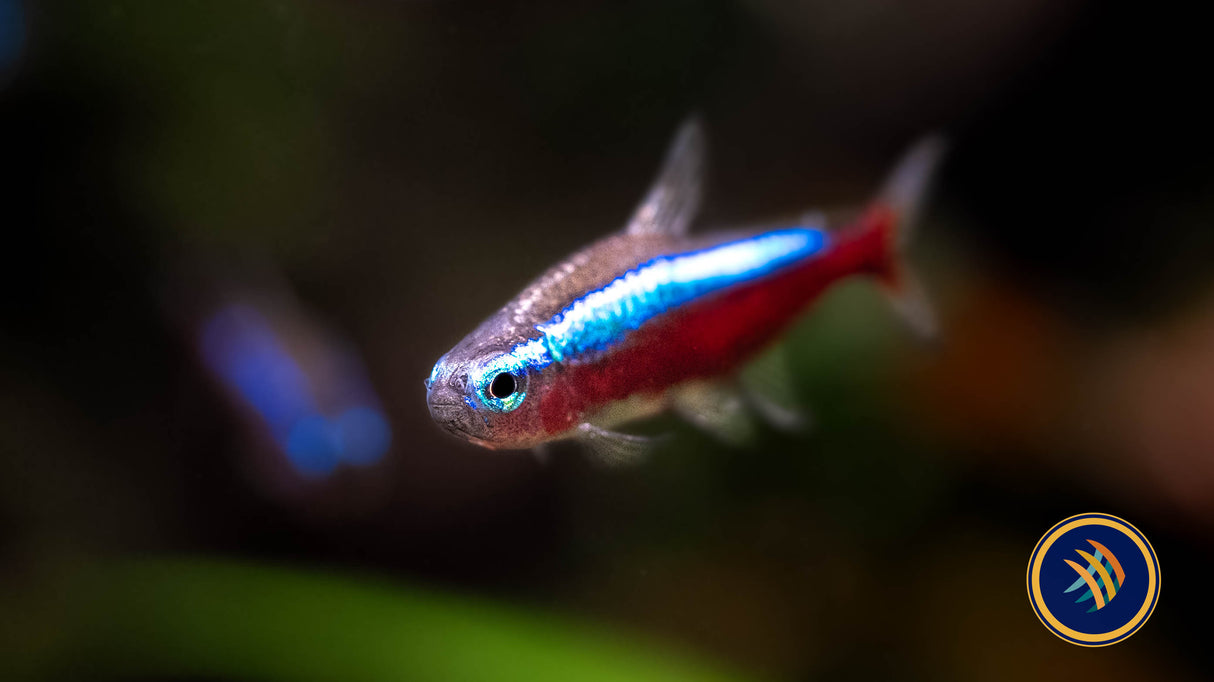 Cardinal Tetra (Paracheirodon axelrodi) | Tetras Rasboras & Pencilfish | Largest Tropical Fish Selection at Your Local Fish Store