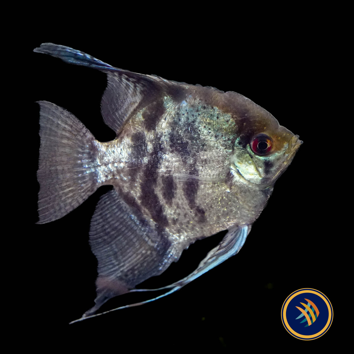 Clown Angelfish (Pterophyllum scalare “Clown”) 4cm body