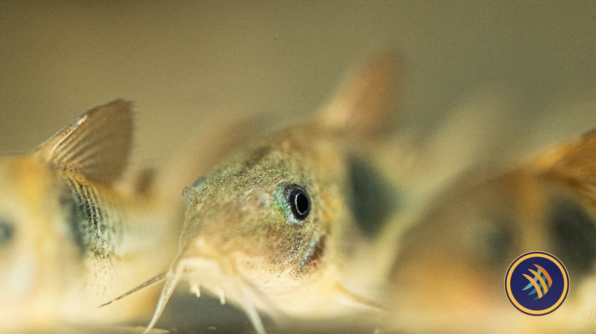 Bronze Corydoras (Corydoras aeneus) 4cm | Catfish Loaches & Plecos | Largest Tropical Fish Selection at Your Local Fish Store