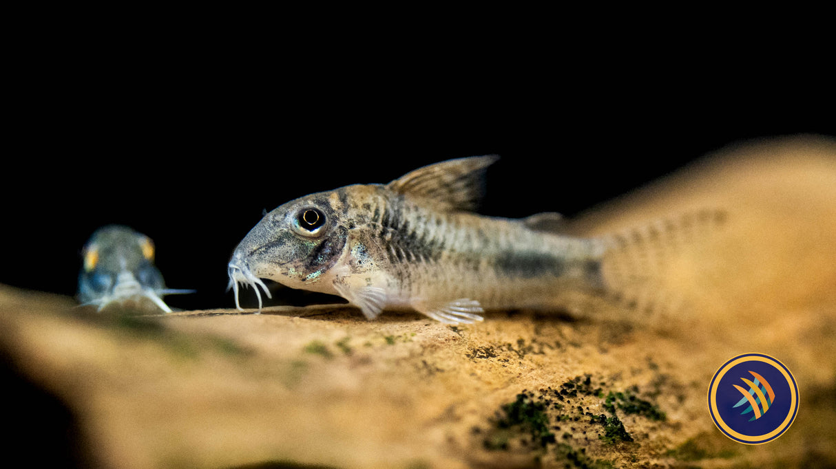 Ellisae Corydora Cat (Corydoras ellisae) 4cm | Catfish Loaches & Plecos | Largest Tropical Fish Selection at Your Local Fish Store