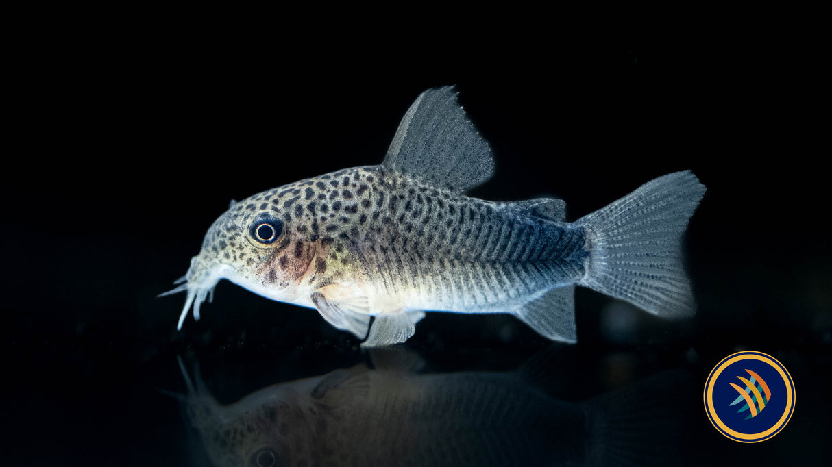 Corydoras Similis (Smudge Spot/Violet) 2.5cm | Catfish Loaches & Plecos | Largest Tropical Fish Selection at Your Local Fish Store