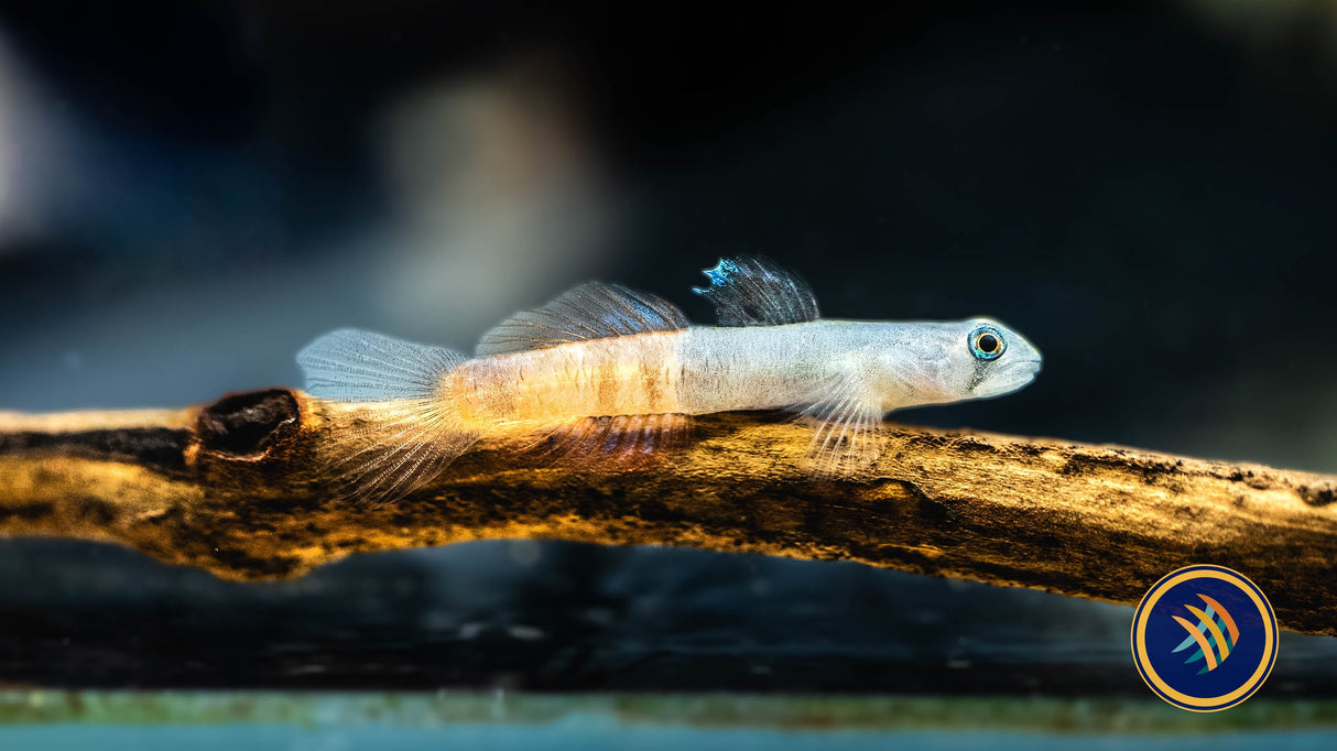 Red Belted Goby (Siycyopus Zosterophorus) | Other Livestock | Largest Tropical Fish Selection at Your Local Fish Store