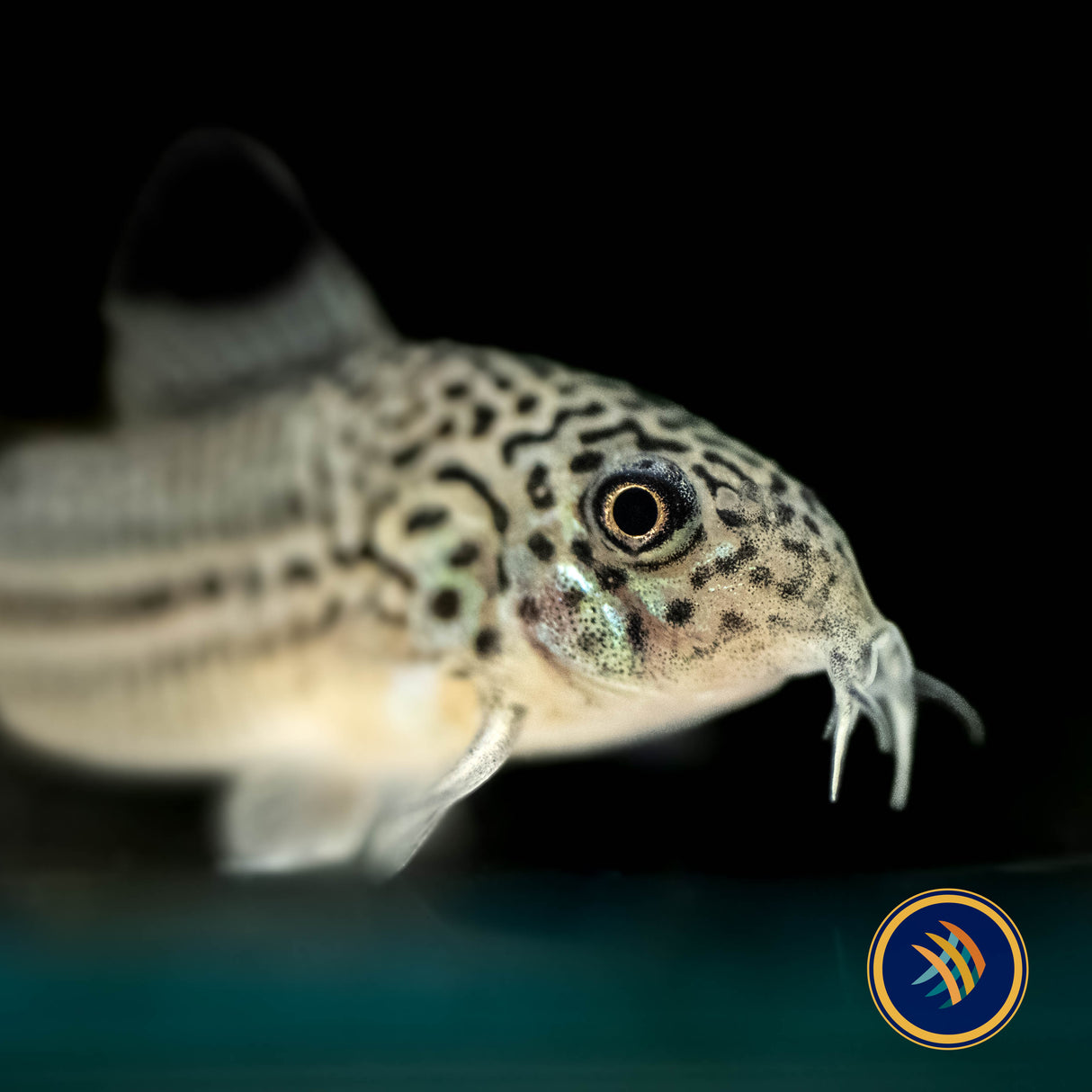 Corydoras Julii (Leopard) 3cm | Catfish Loaches & Plecos | Largest Tropical Fish Selection at Your Local Fish Store