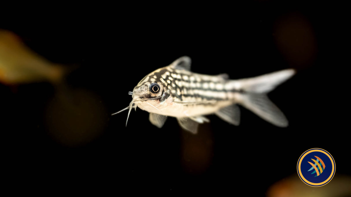 Corydoras sp. San Juan Large / XL | Catfish Loaches & Plecos | Largest Tropical Fish Selection at Your Local Fish Store