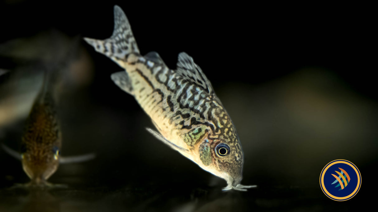 Corydoras Sodalis | Catfish Loaches & Plecos | Largest Tropical Fish Selection at Your Local Fish Store