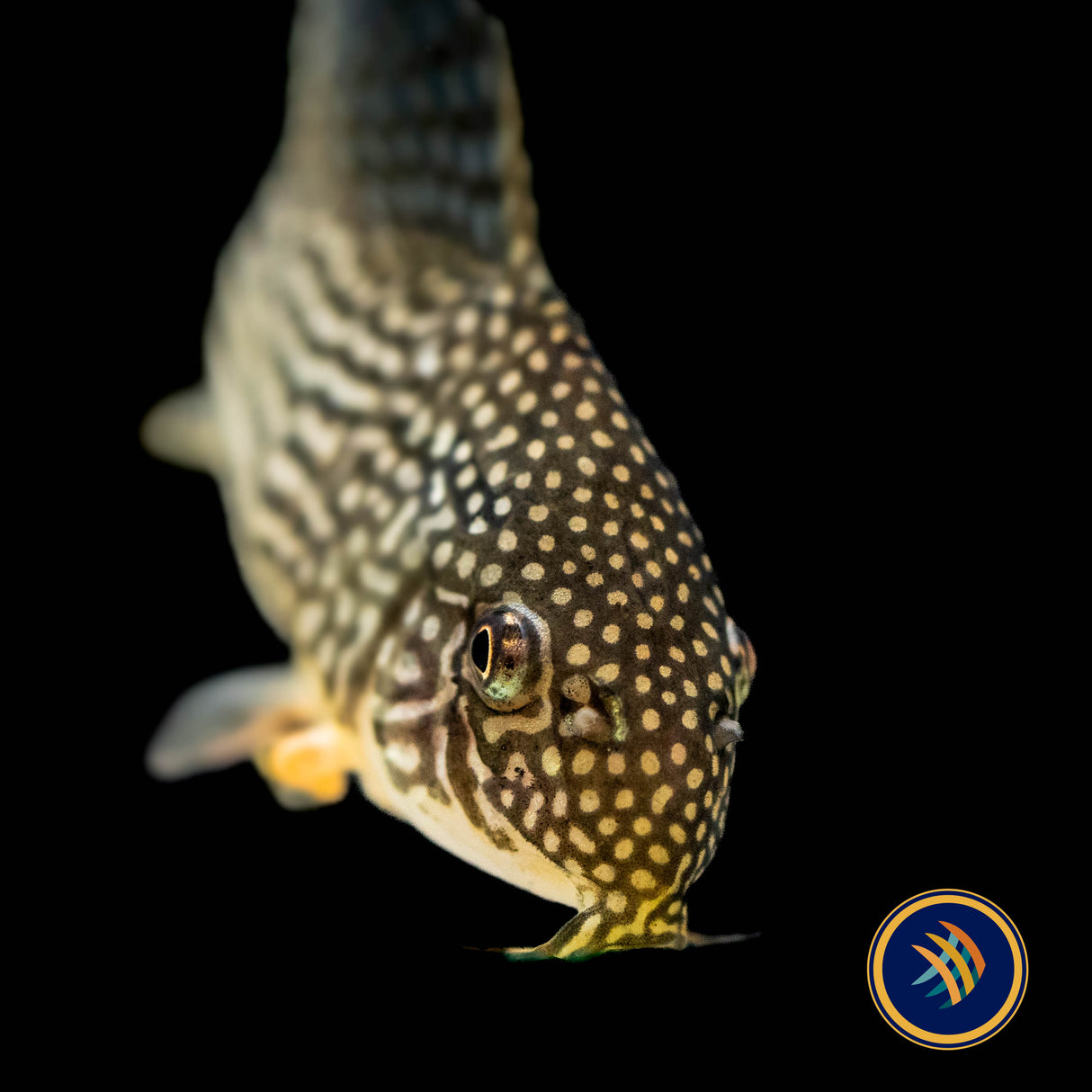Corydoras Sterbai | Catfish Loaches & Plecos | Largest Tropical Fish Selection at Your Local Fish Store