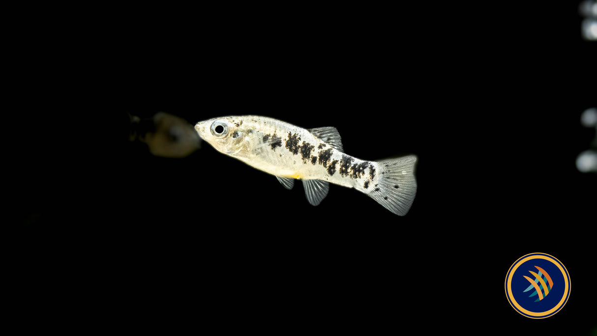 Cuban Limia (Limia vittata) Medium Aquarium Glaser | Livebearers | Largest Tropical Fish Selection at Your Local Fish Store