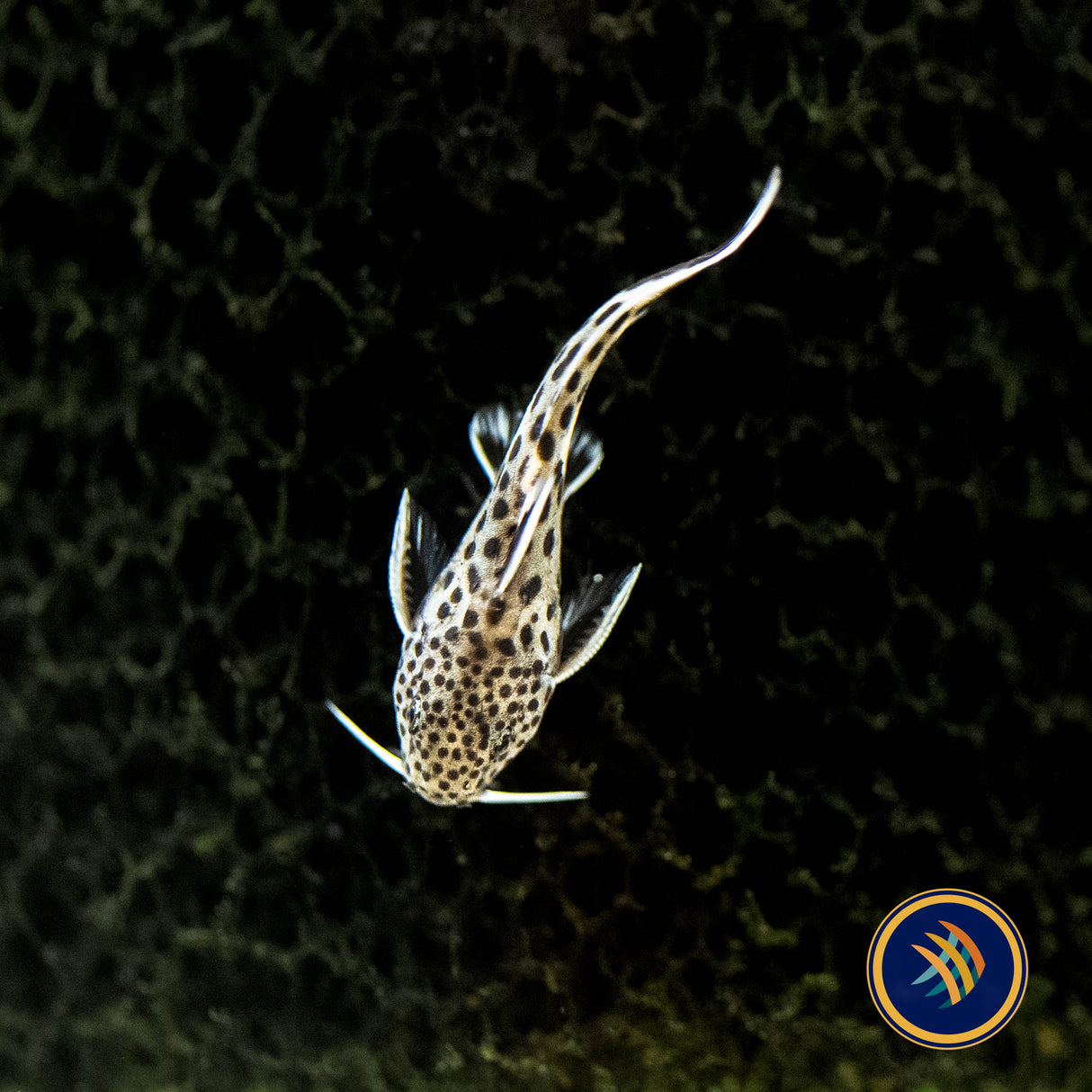 Cuckoo Catfish (Synodontis Petricola) 2-3cm | Catfish Loaches & Plecos | Largest Tropical Fish Selection at Your Local Fish Store