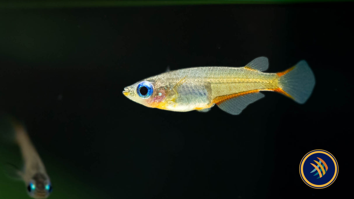 Daisy's Blue Ricefish (Oryzias woworae) | Other Livestock | Largest Tropical Fish Selection at Your Local Fish Store