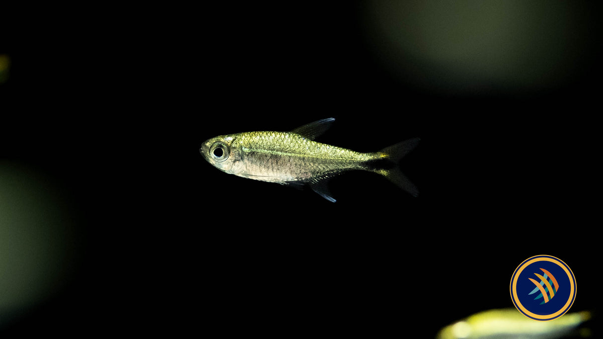 Dawn Tetra (Hyphessobrycon eos) Med - Aquarium Glaser | Tetras Rasboras & Pencilfish | Largest Tropical Fish Selection at Your Local Fish Store