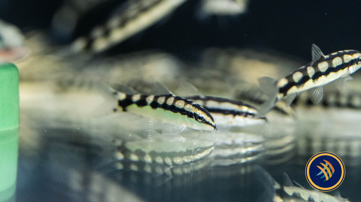 Dwarf Chain Loach (Ambastaie Sidthimunki) 3cm | Catfish Loaches & Plecos | Largest Tropical Fish Selection at Your Local Fish Store