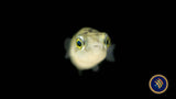 Dwarf (Pea) Pufferfish