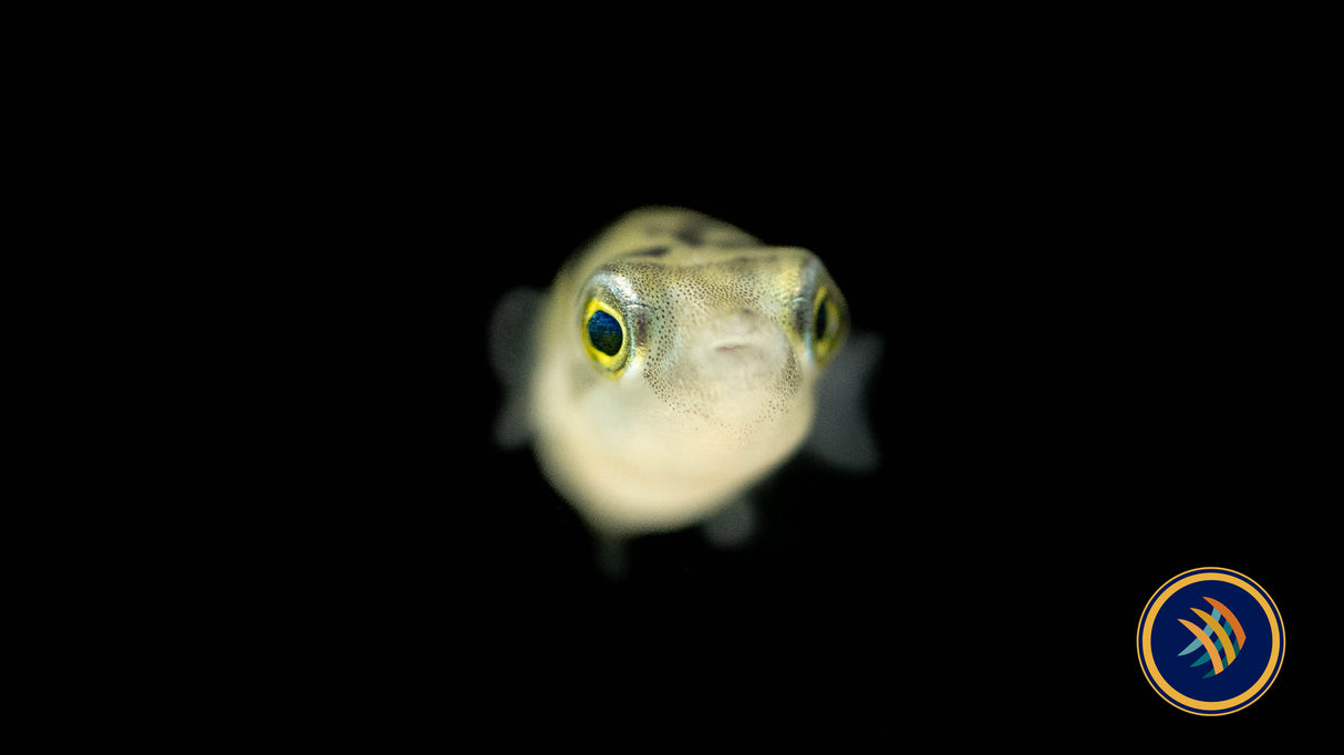 Dwarf Pea Pufferfish (Carinotetraodon travancoricus) | Other Livestock | Largest Tropical Fish Selection at Your Local Fish Store
