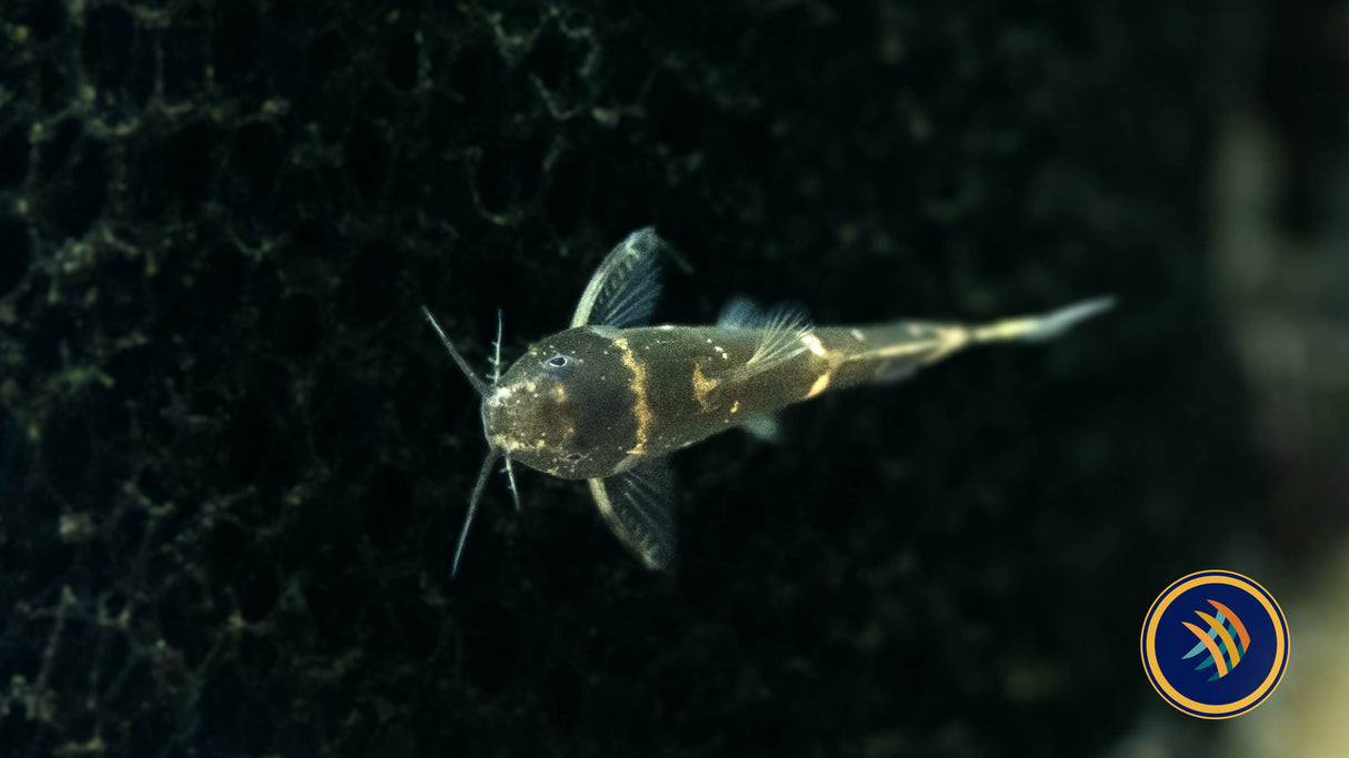 Dwarf Synodontis Catfish (Microsynodontis batesii) Aquarium Glaser | Catfish Loaches & Plecos | Largest Tropical Fish Selection at Your Local Fish Store