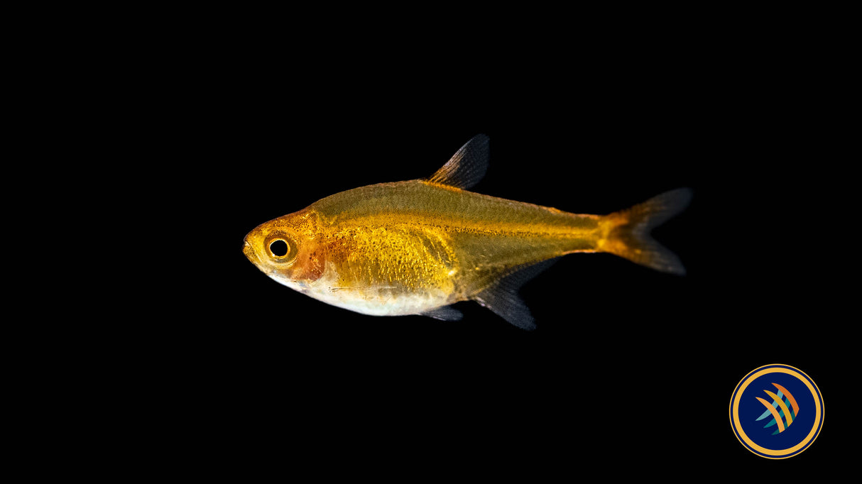 Ember Tetra (Hyphessobrycon amandae) 2.5cm | Tetras Rasboras & Pencilfish | Largest Tropical Fish Selection at Your Local Fish Store