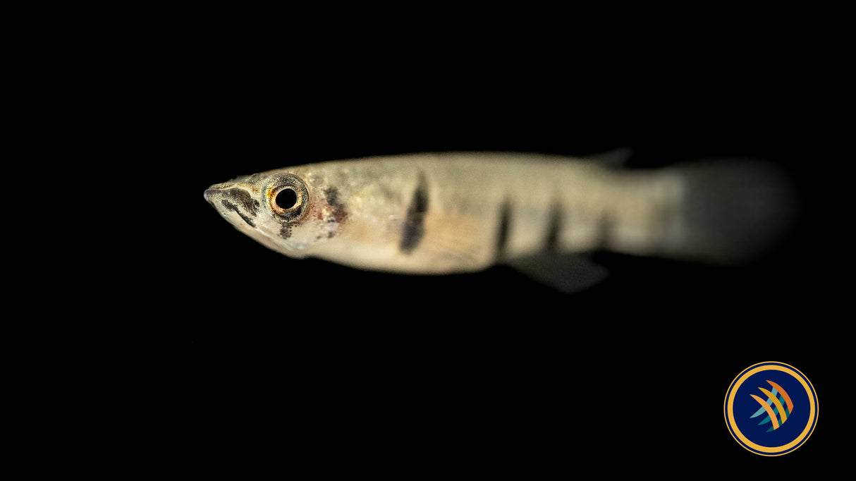 Epiplatys Dageti 'Monroviae' (Aquarium Glaser) | Rainbowfish Killifish & Danios | Largest Tropical Fish Selection at Your Local Fish Store