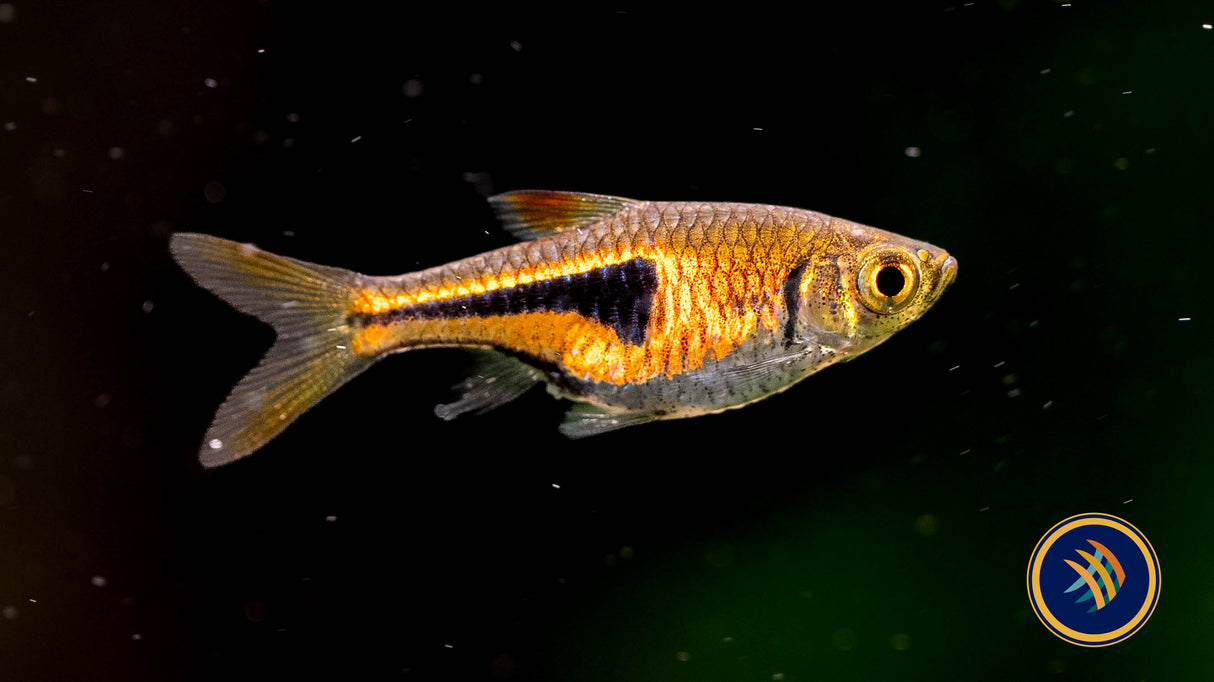 Espei Rasbora (Trigonostigma espei) 1-1.5cm | Tetras Rasboras & Pencilfish | Largest Tropical Fish Selection at Your Local Fish Store